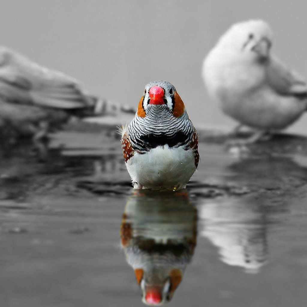 Zebra Finch With a Red Bill