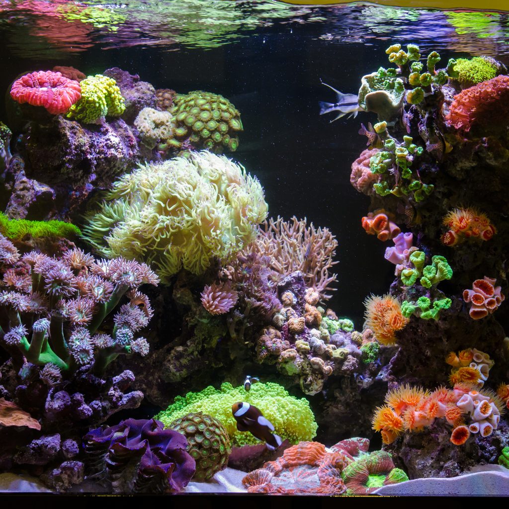 Saltwater aquarium with coral and fish
