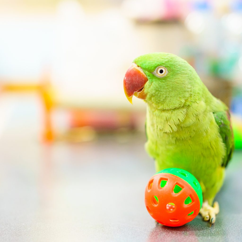Bird playing with ball