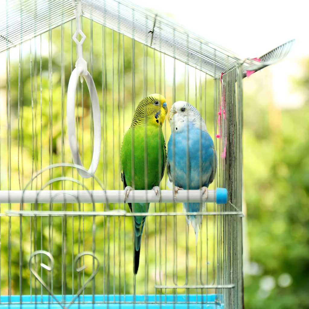 Two budgies perch in outdoor cage