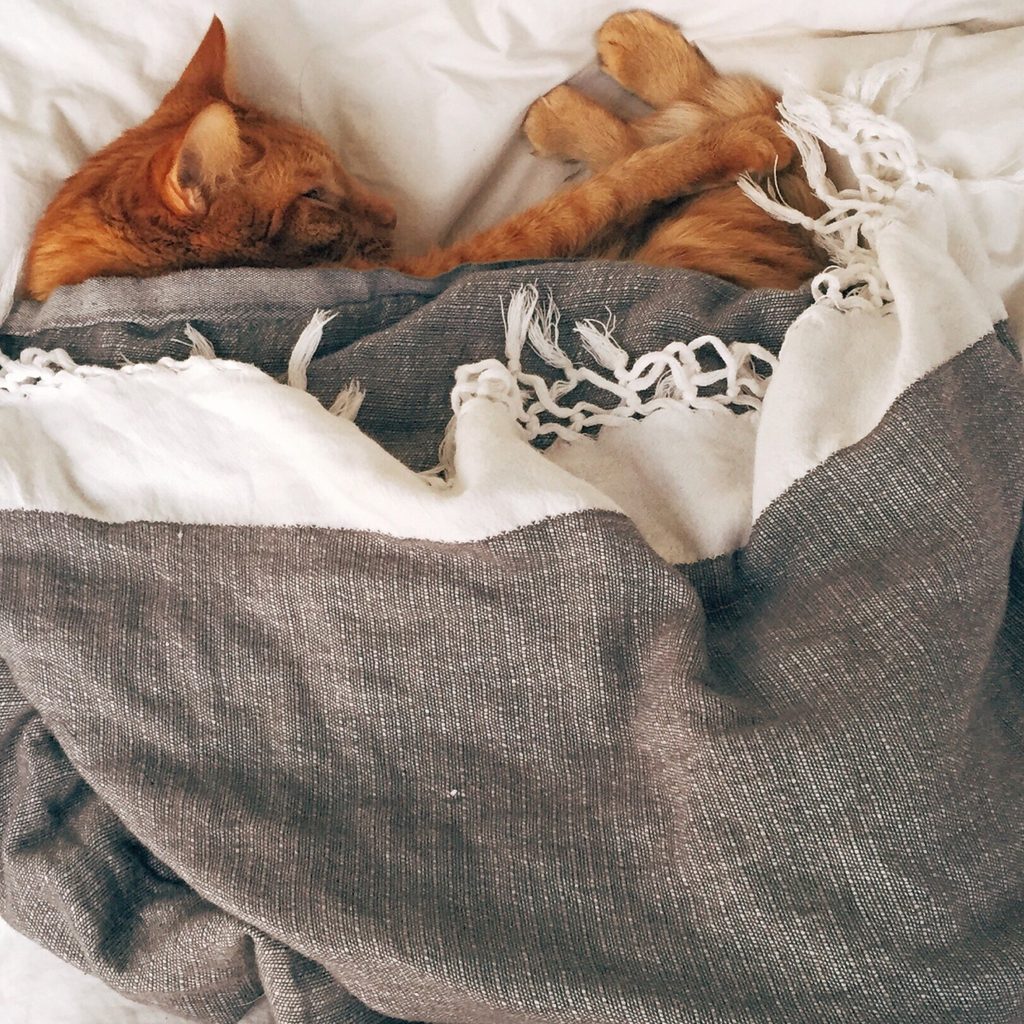 Cat sleeping curled up in a blanket