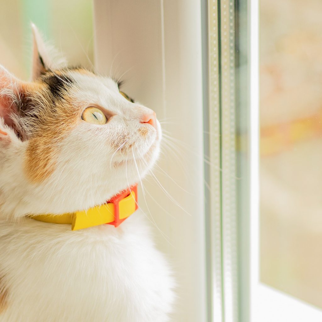 Cat sitting and looking out of a window