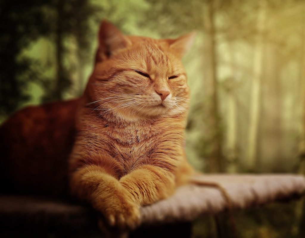 Orange cat resting on a perch