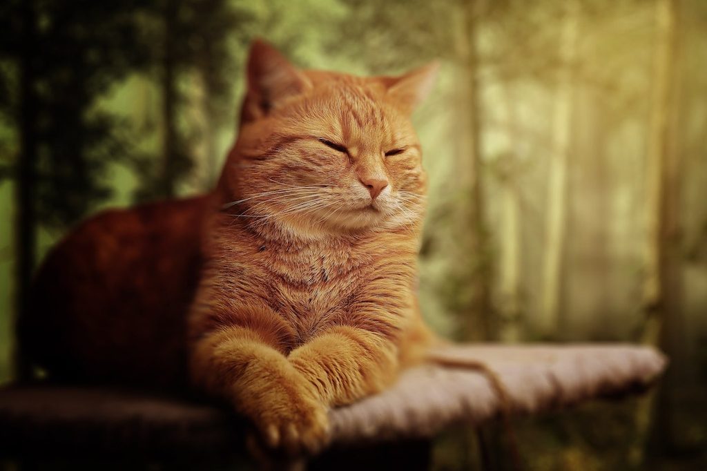 Orange cat resting on a perch