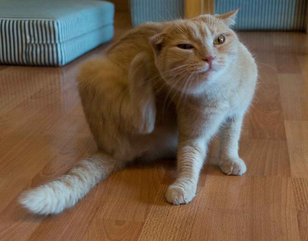 Cat scratches his ear on the floor