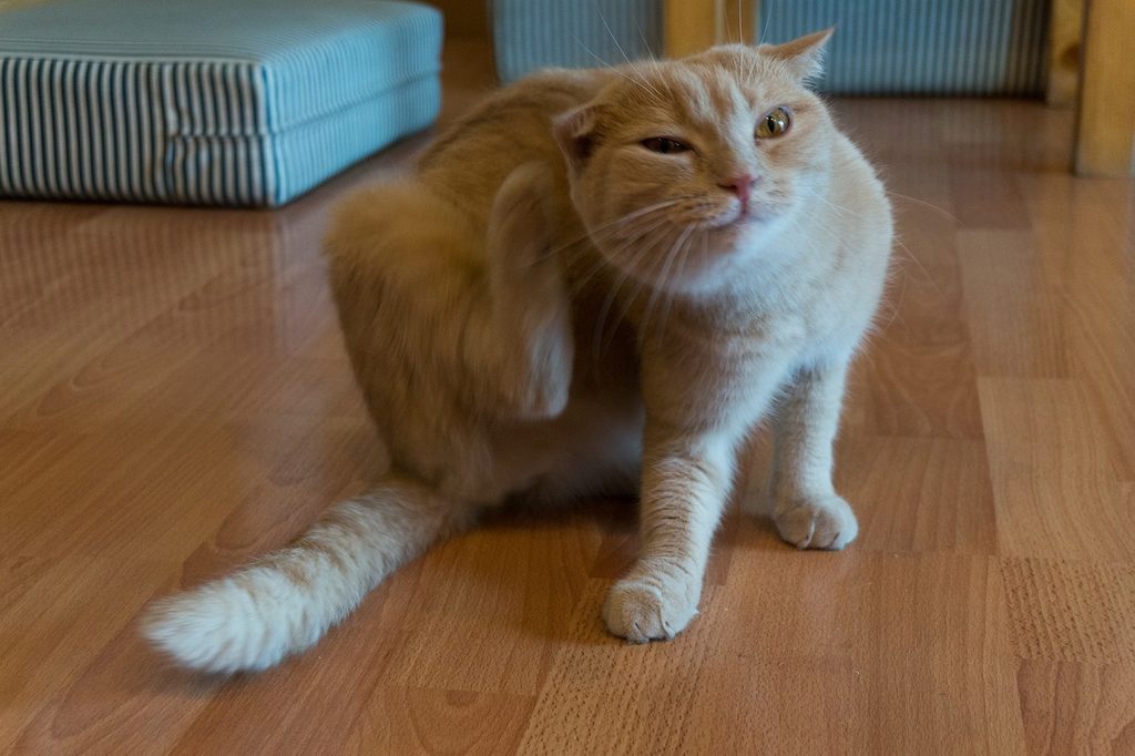Cat scratches his ear on the floor