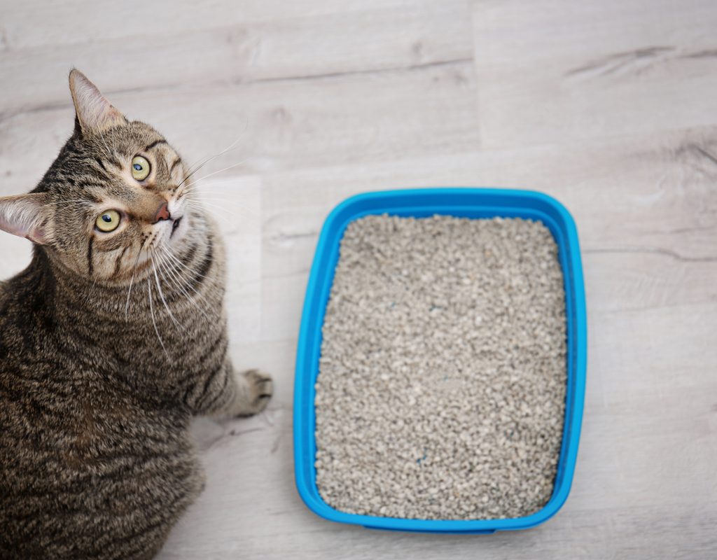 Tabby cat sitting next to a blue litter box
