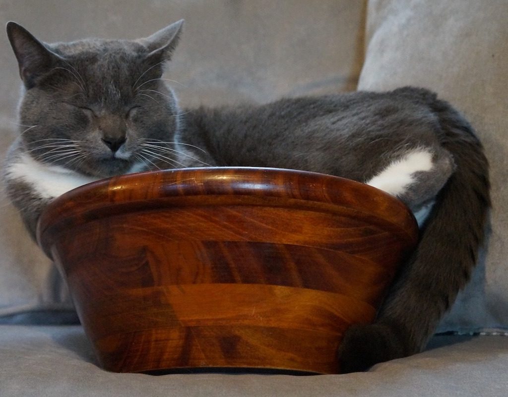 Cat sleeps in a wooden bowl