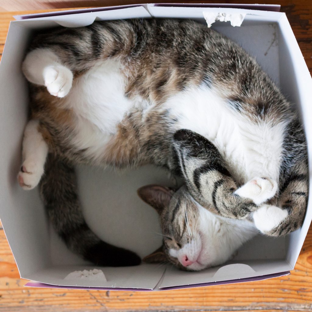 Cat sleeps on its back in a cardboard box