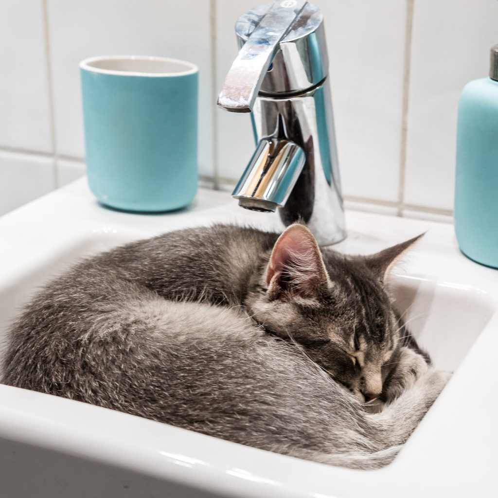 Cat sleeping in bathroom sink