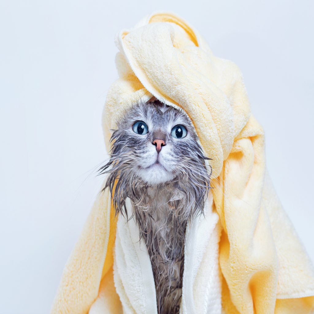 Cat being dried after a bath