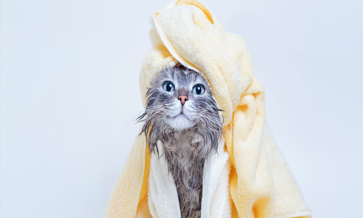 Cat being dried after a bath