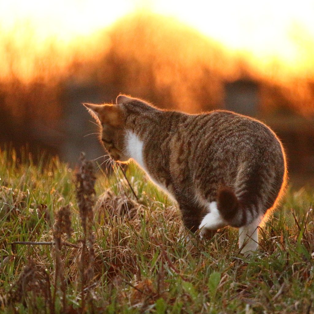 Cat walking through a grassy yard at sunset