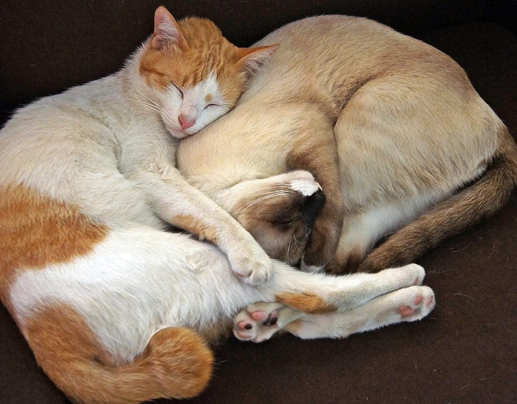 Two cats sleeping together