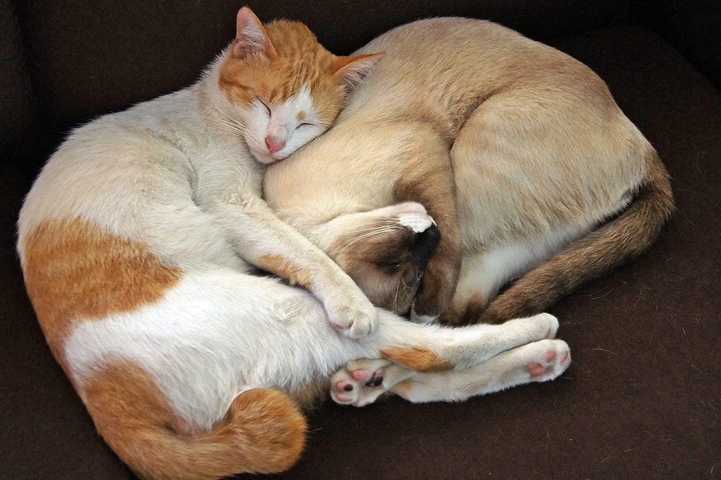 Two cats sleeping together