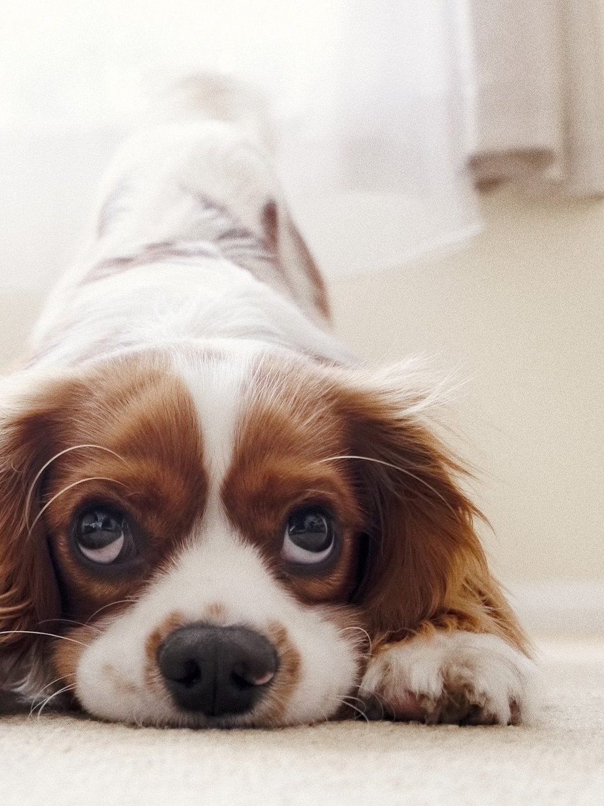 a white and brown cavalier king charles spaniel pounces on the floor with their face and front paws on the ground and their bottom in the air