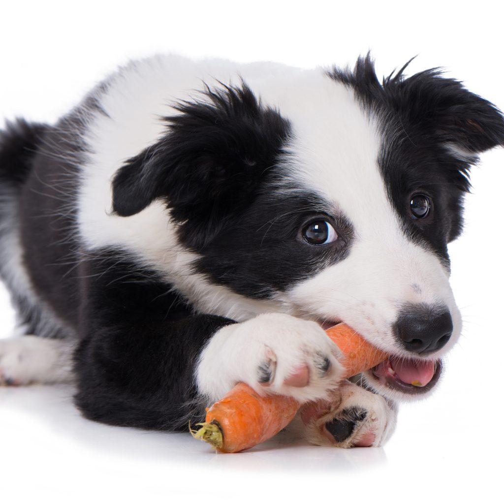 Border collie eating a carrot