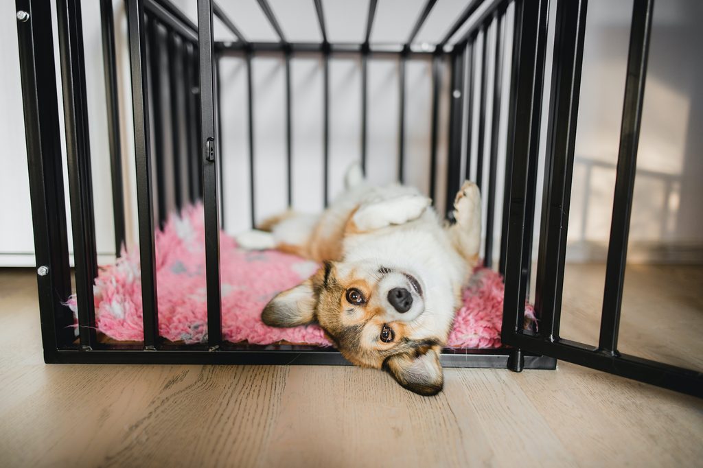 Pembroke welsh corgi lies on their back on their bed in a black crate