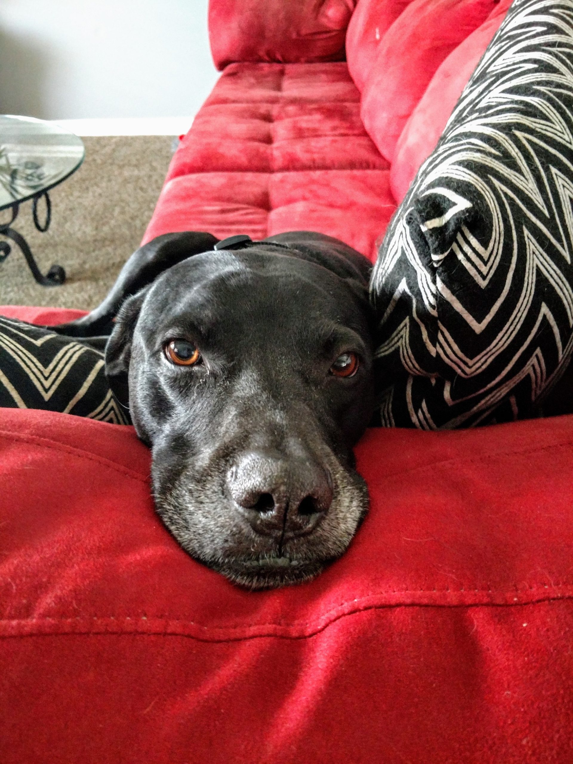 Famous Shamus, a black lab/pit/Dane mix with some gray on his snout, lies his head down on the arm of a red couch, next to some 