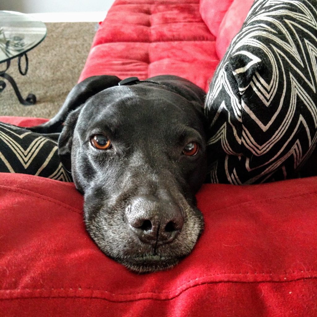 Famous Shamus, a black lab/pit/Dane mix with some gray on his snout, lies his head down on the arm of a red couch, next to some geometric black and white pillows
