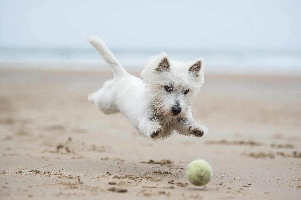 dog chasing ball on beach