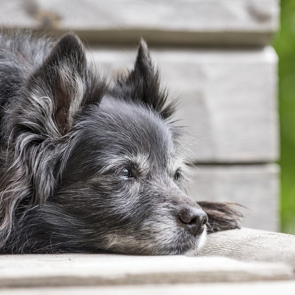A senior long-haired chihuahua lies on the ground outside
