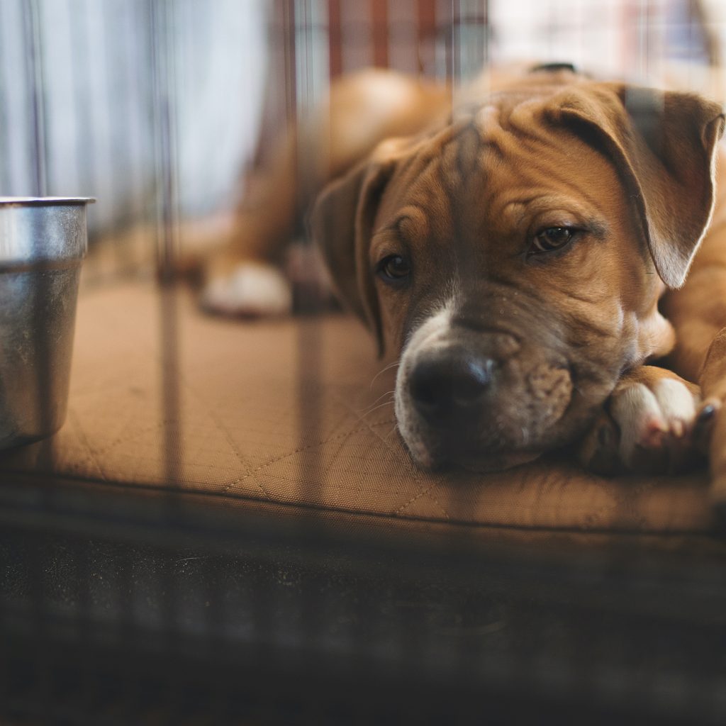 a beige dog with a wrinkly face lies down in a crate