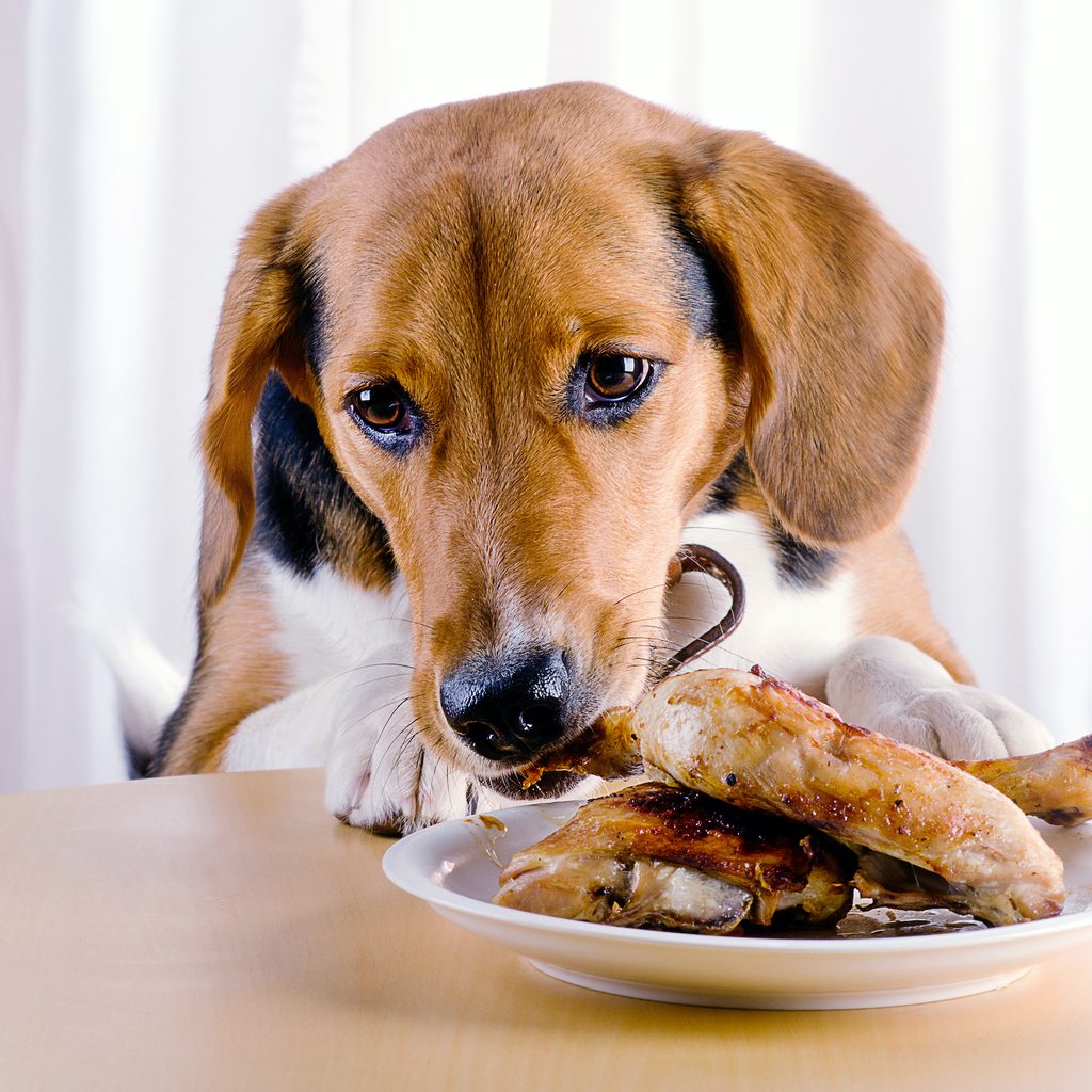 A brown dog eats chicken from a plate off the table