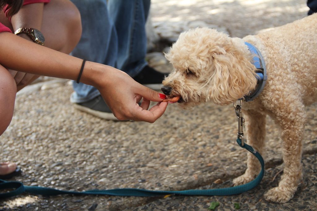 a blonde curly haired dog on a leash gets fed a treat