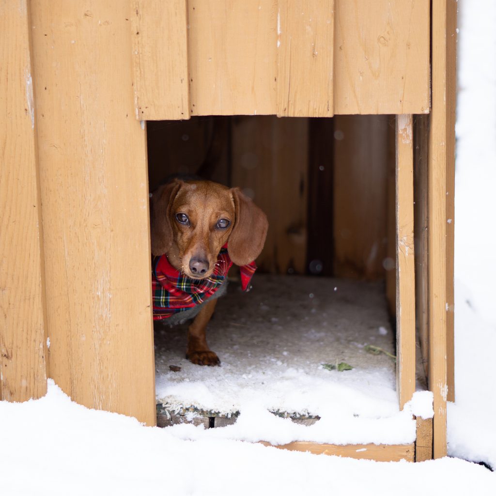 Dog in sweater in his dog house