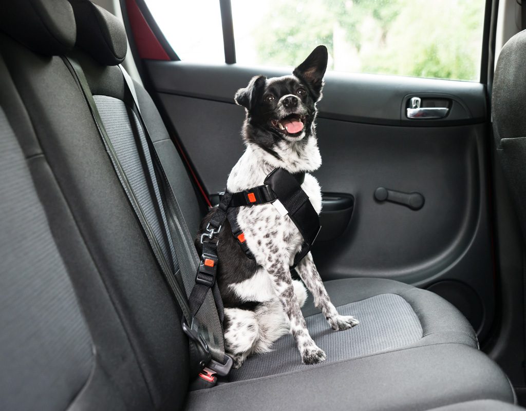 dog in harness in car