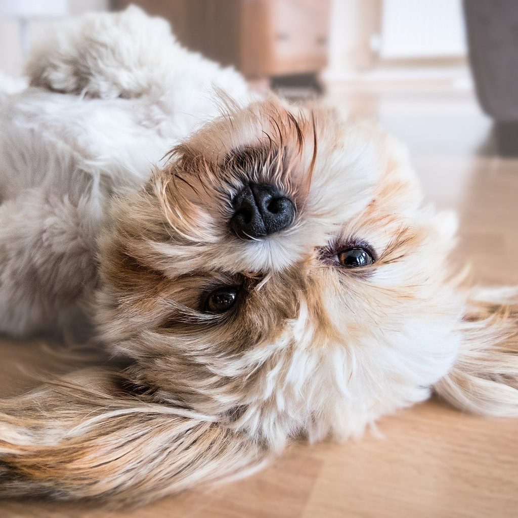 White dog lying on its back on a hardwood floor