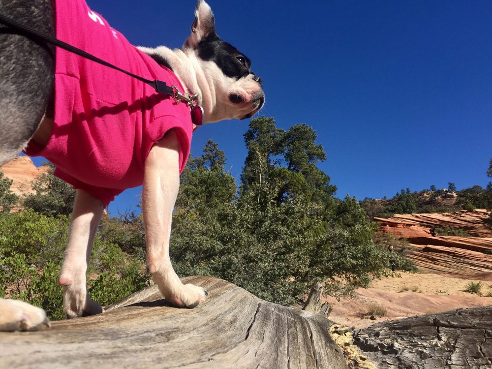 dog in national park