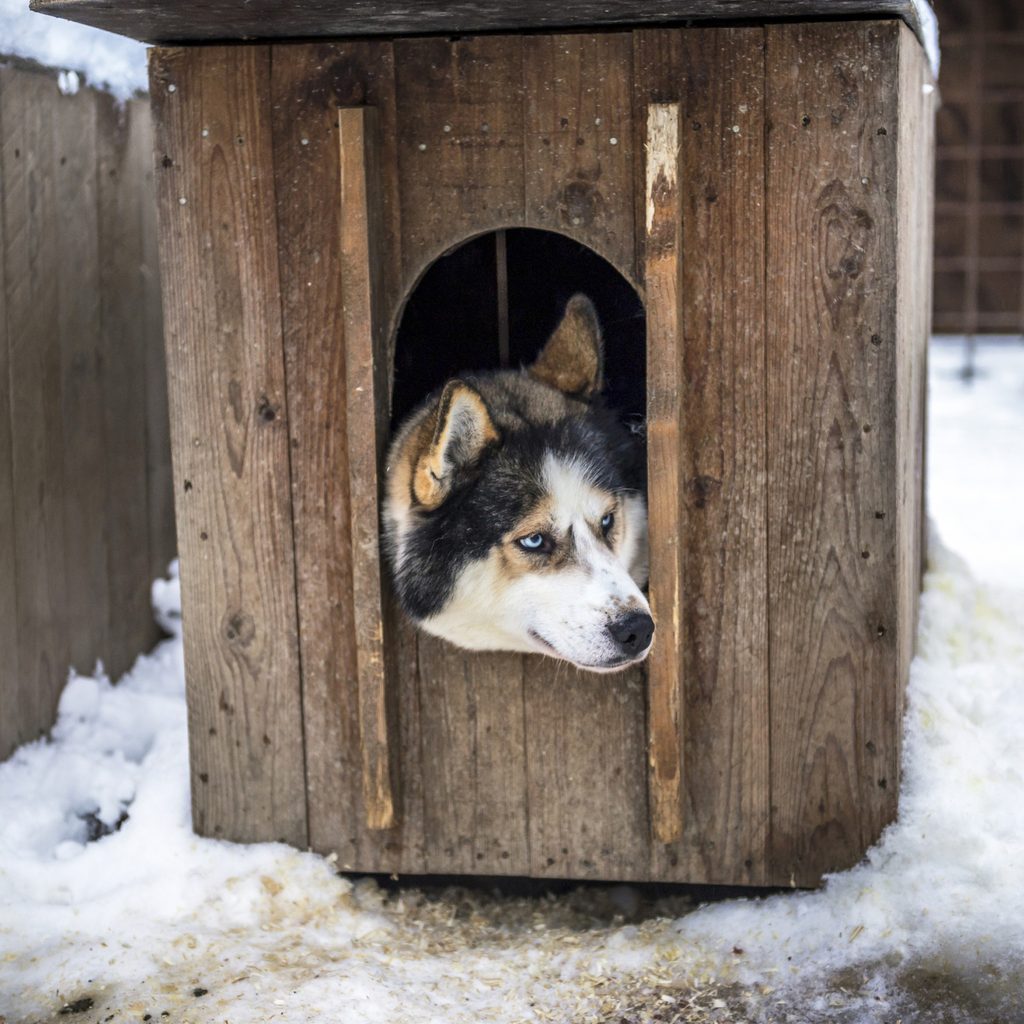 Husky peeking out of his dog house in the snow