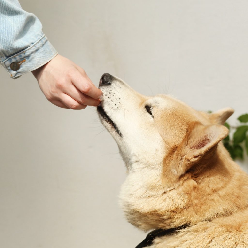 a person reaches out to feed their large, beige, pointy-eared dog a treat