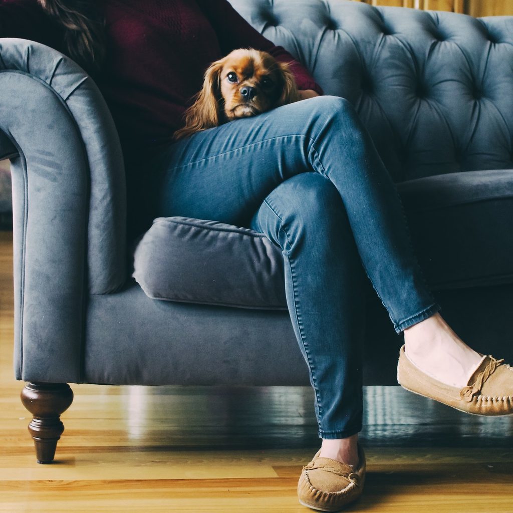 Dog sitting on a woman's lap on a blue couch