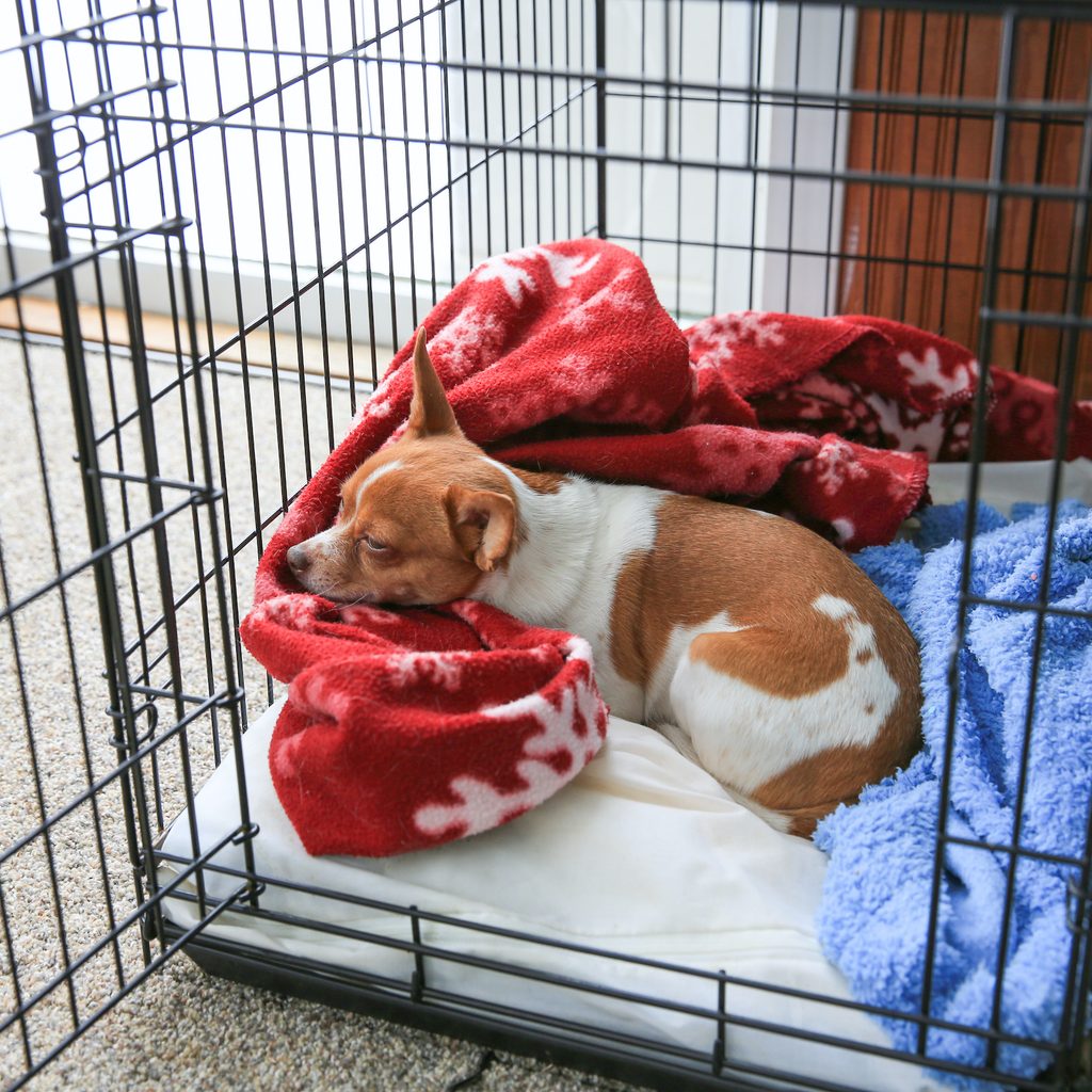 White and brown Chihuahua sleeps on top of their bed and blankets in a black metal crate