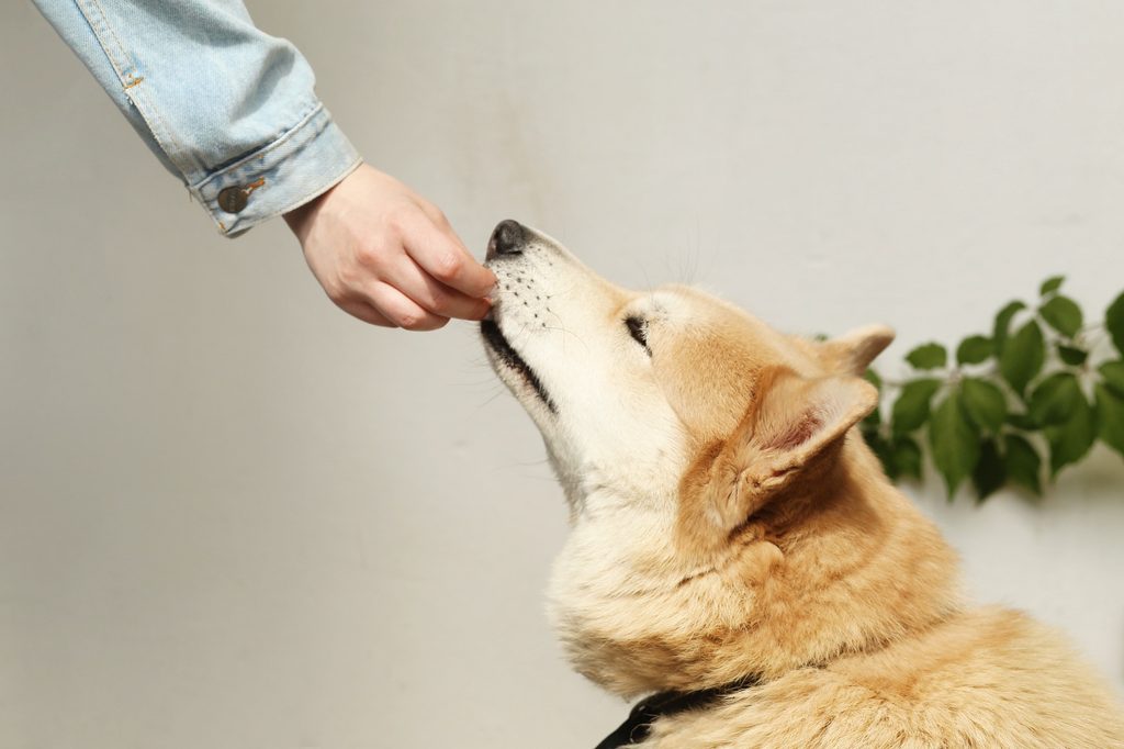 Someone feeds a Shiba Inu from the side
