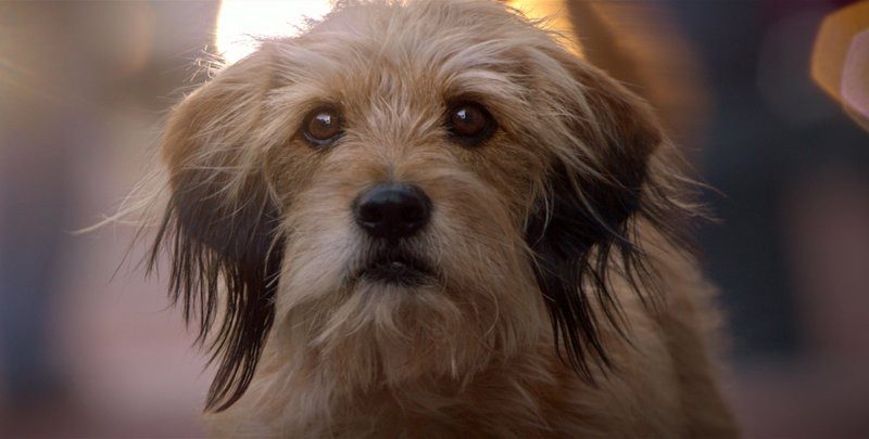 Dog who plays role of Benji in movie