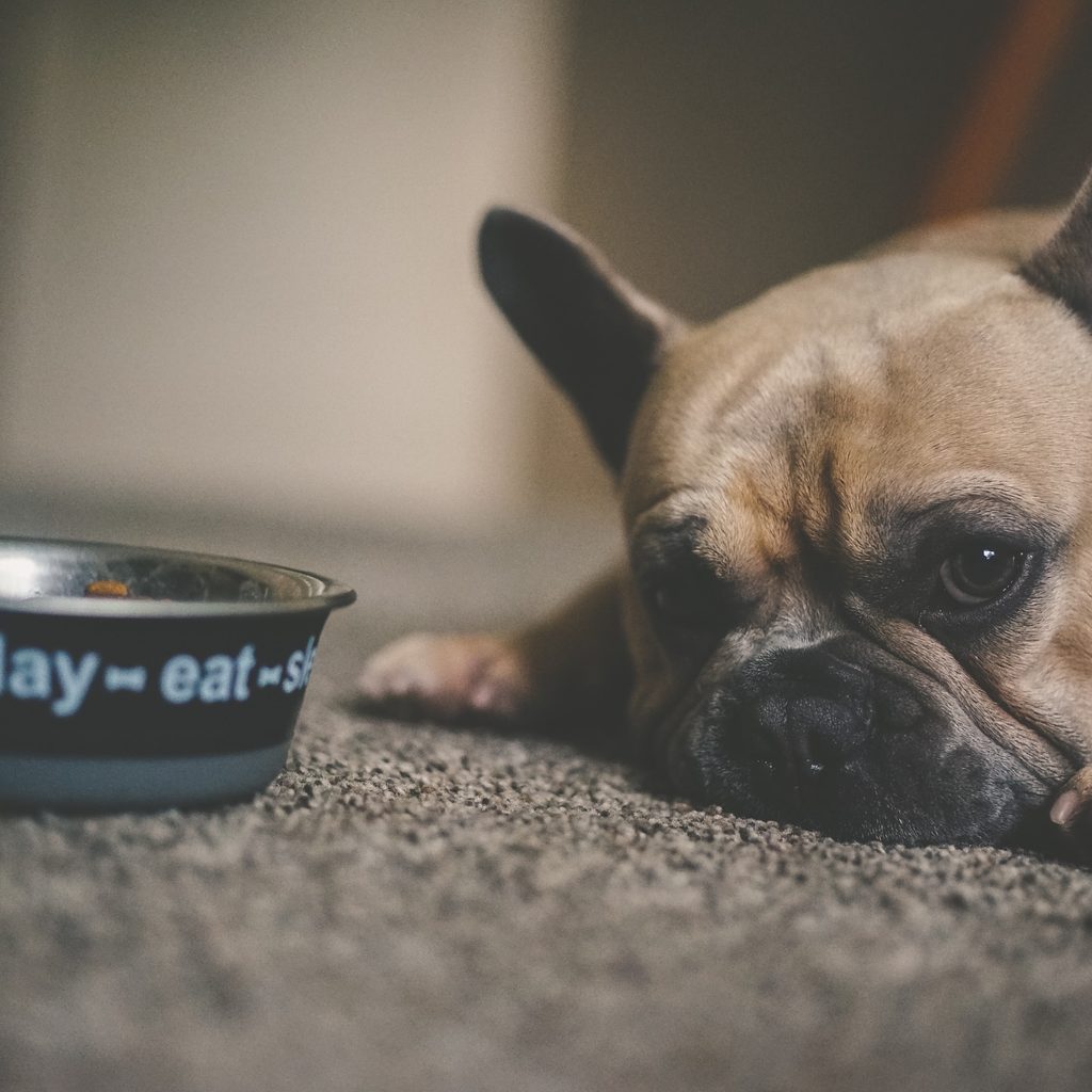 Dog stares at his food bowl