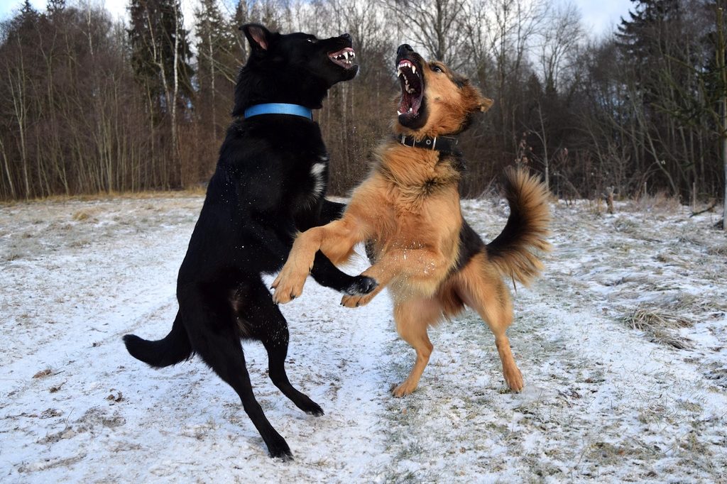 two german shepards lunge and bite at one another in the snow