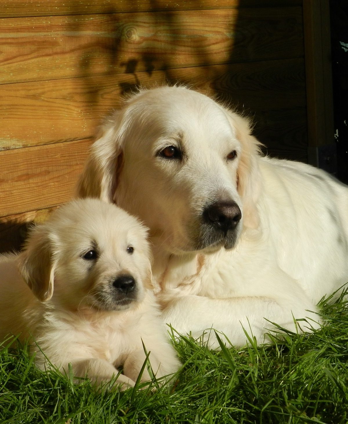 a golden retriever puppy sits next to an older olden retriever in the grass and sunlight, in front of a wooden wall