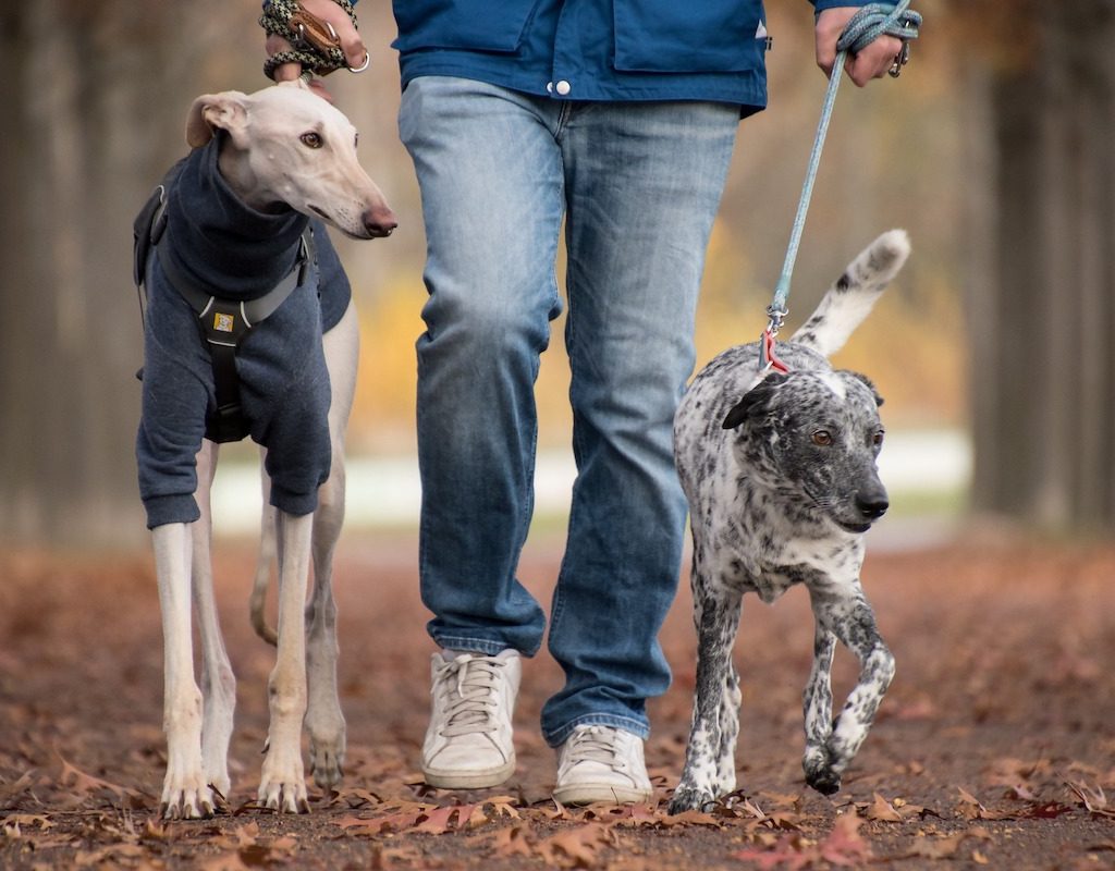 Two dogs go for a walk with their owner