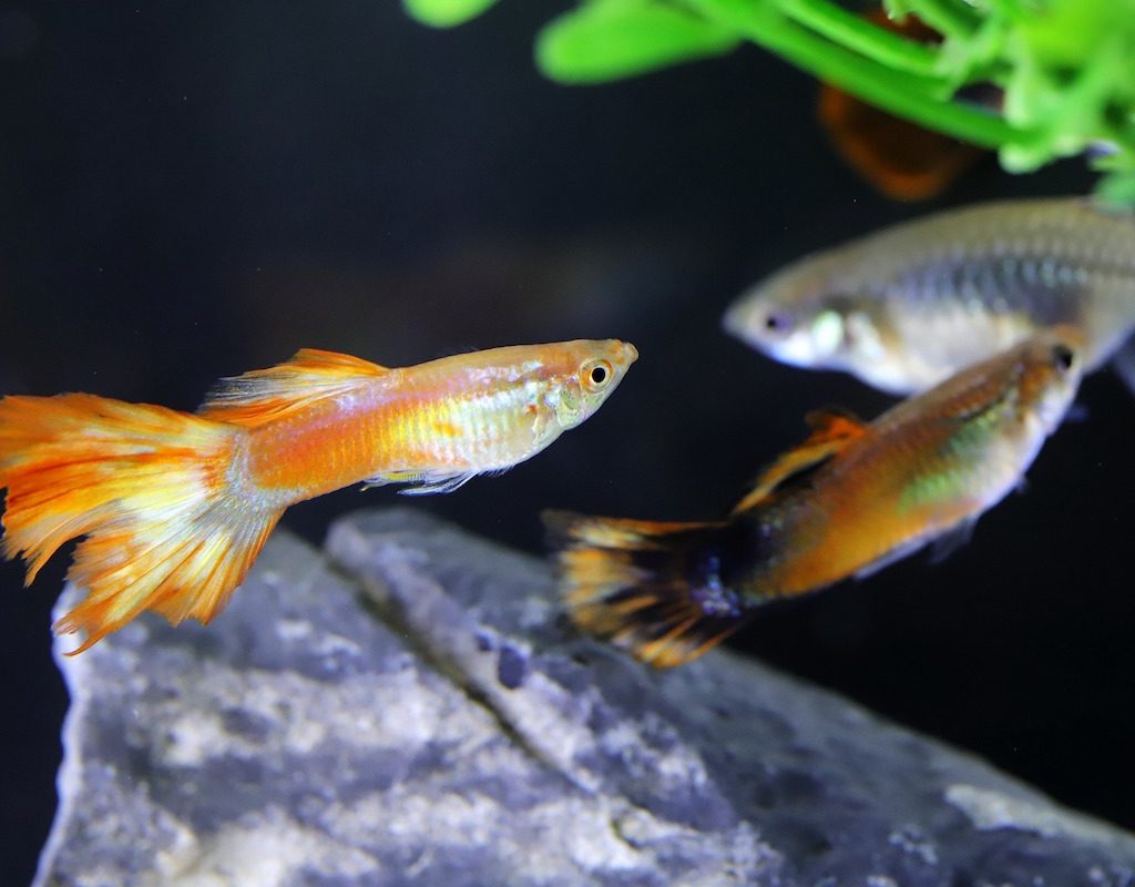 3 fish swim in an aquarium