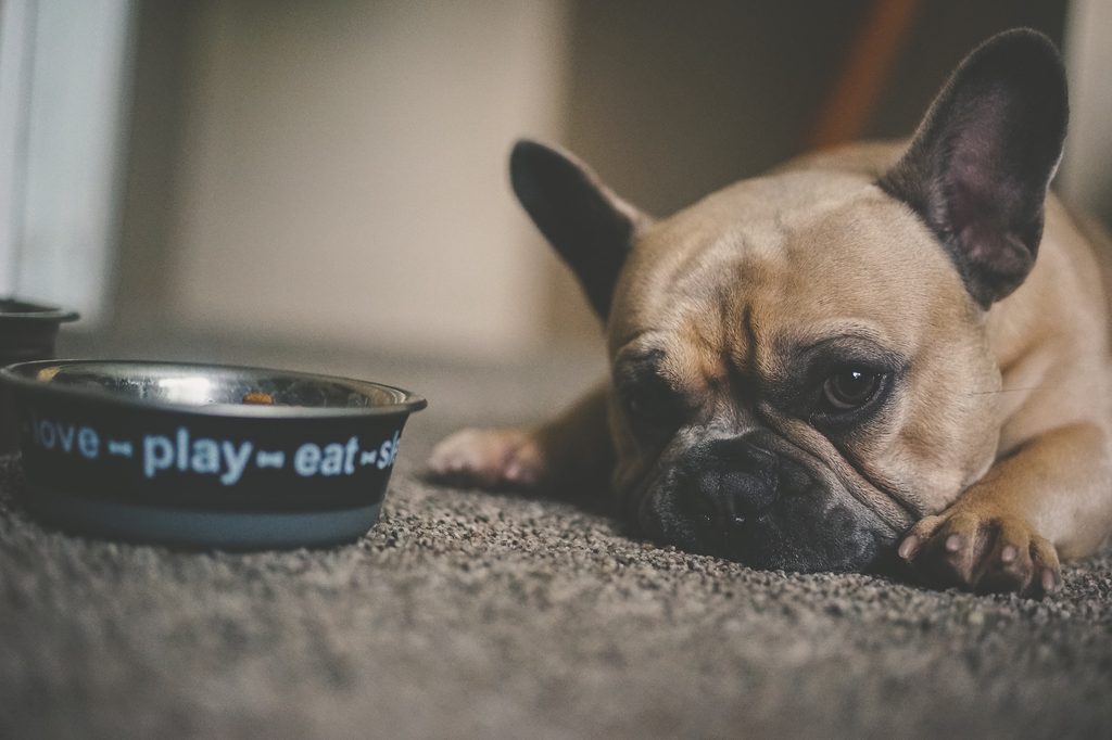 A brown French bulldog lies on the floor next to their black food dish