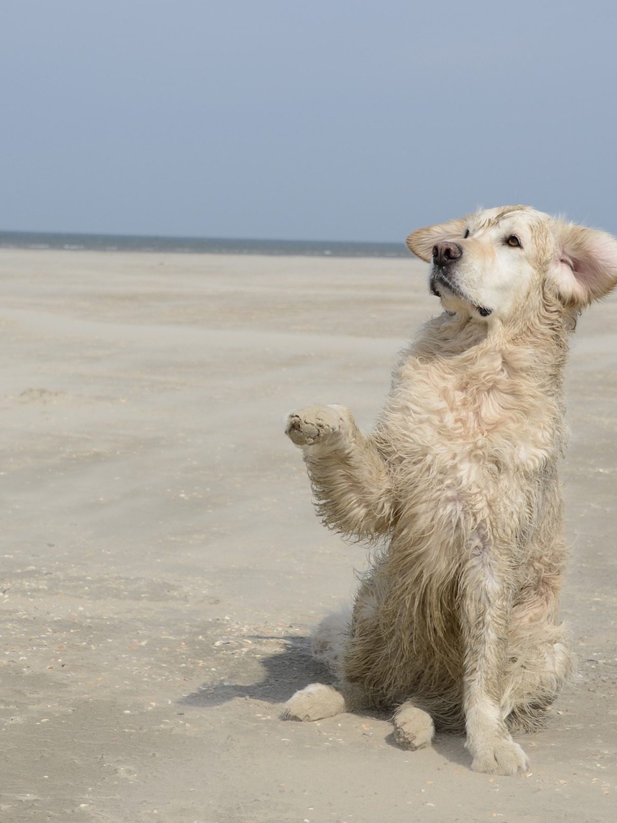 a wet golden retriever sits on the beach and lifts their paw