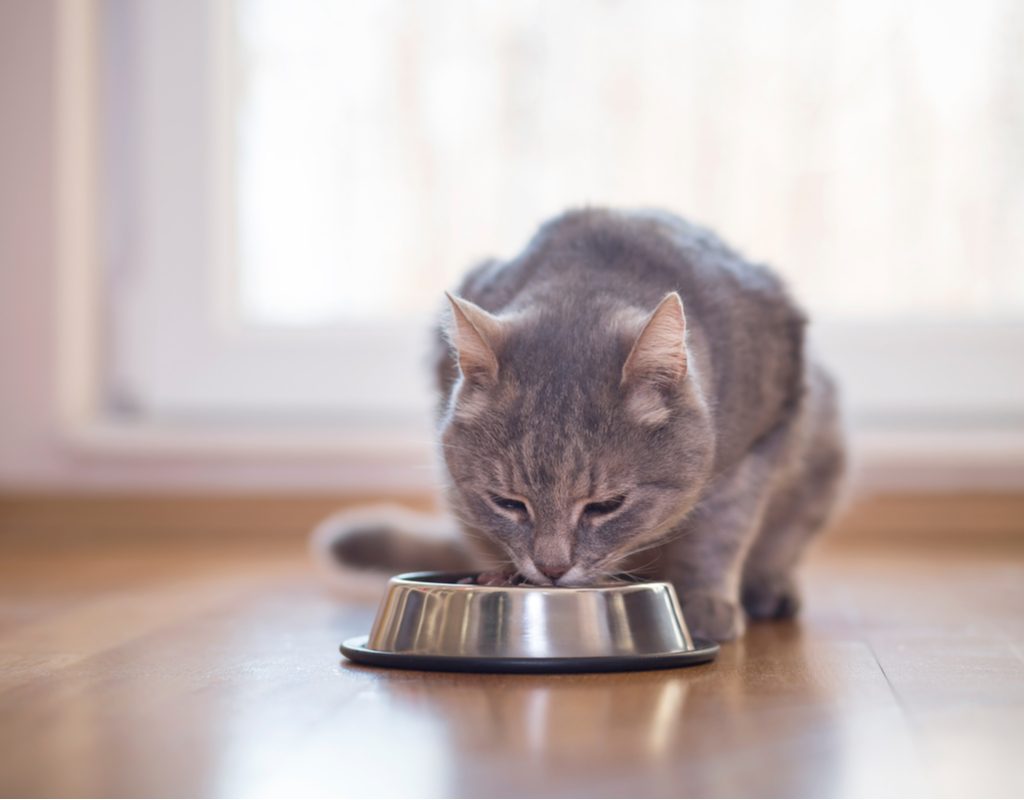Gray cat eating out of a metal food bowl