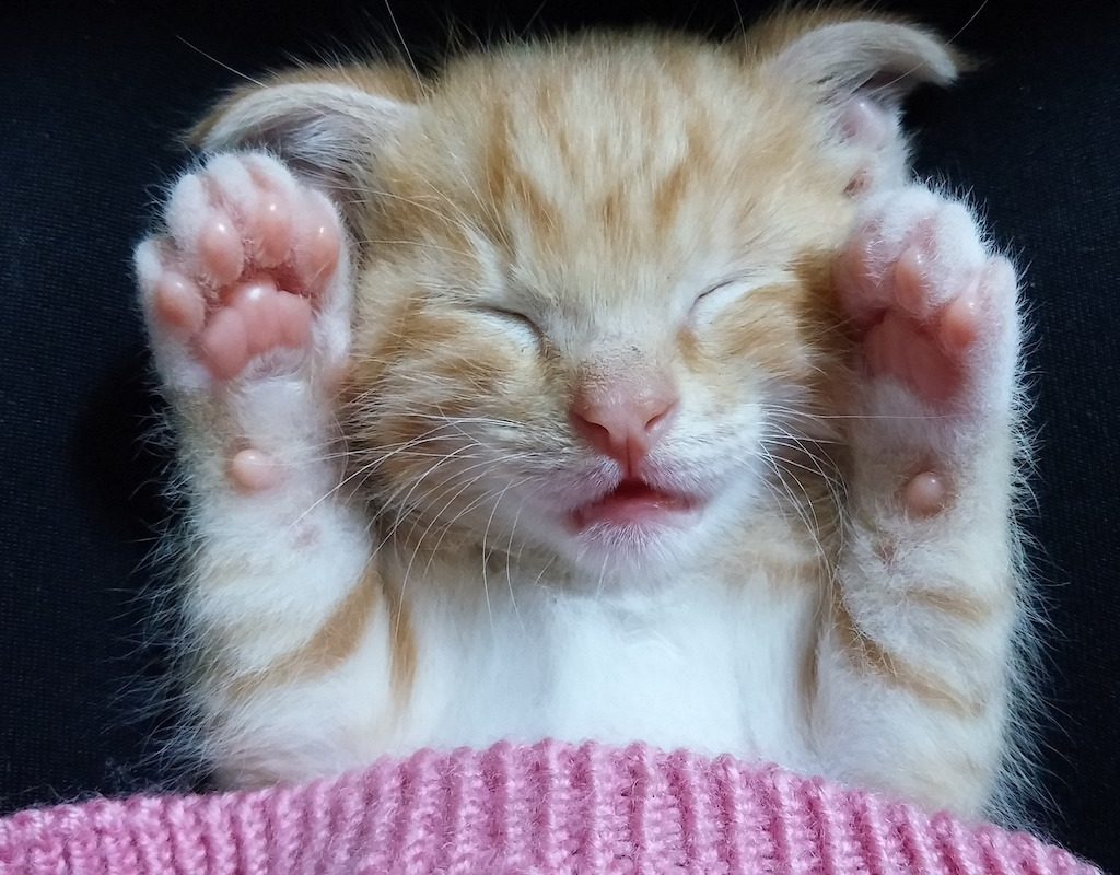 Kitten sleeping on her back under a blanket