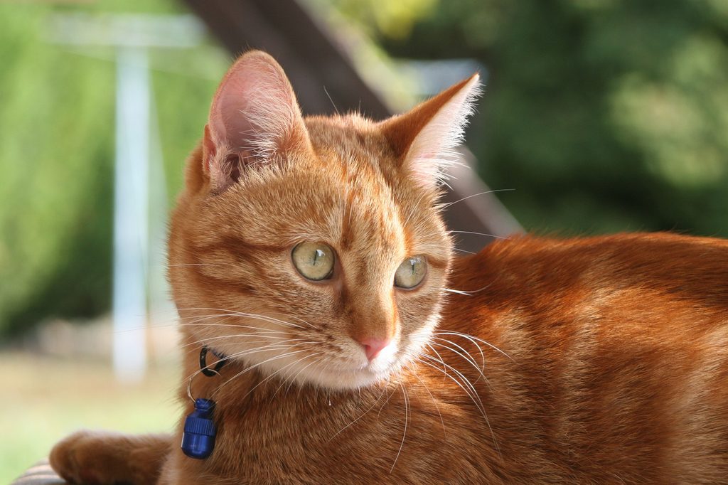 Orange cat outdoors wearing a collar