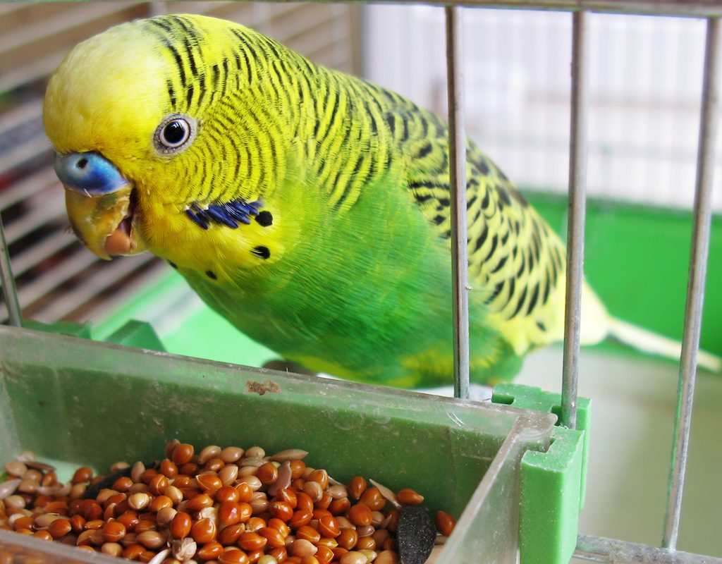 Parakeet eats seed from cage